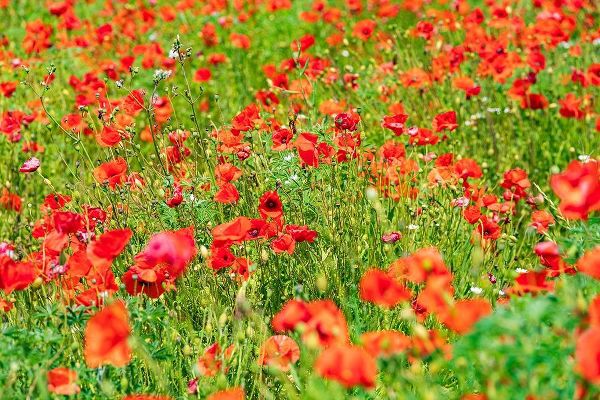 Italy-Apulia-Metropolitan City of Bari-Locorotondo Field of poppies